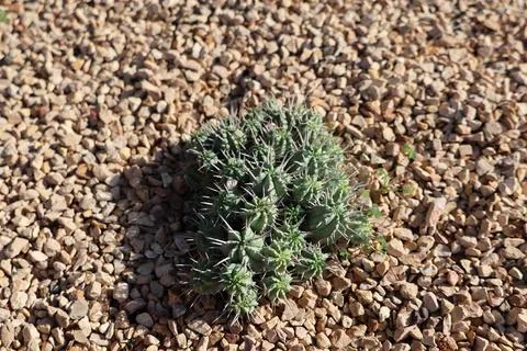 Close-up of a unique succulent plant with sharp spines in a gravel garden Stock Photos