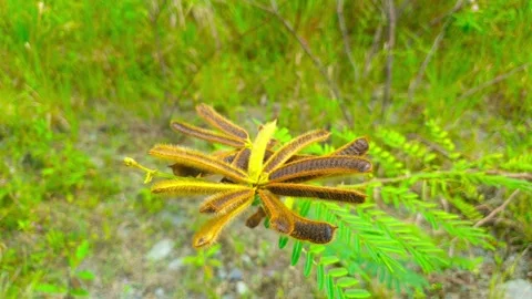 Close-up of a unique wild seed pod Stock-Footage 290354214