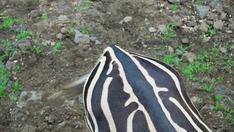 Close-up of unique zebra's back pattern in wildlife setting. Stock Footage 302115630