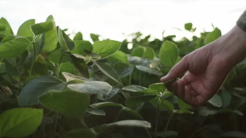 Close up of unknown young man farmer examining soybean crop leaves Stock Footage 247572246