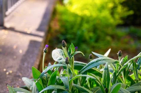 Close-up of unopened cornflower buds with soft green foliage and bokeh back.. Stock Photos