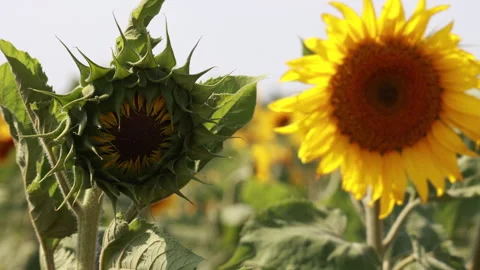 Close up of unopened green sunflower bud beside blooming yellow flower 動画素材 331076117