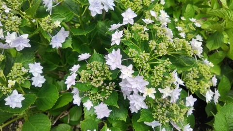 Close-Up of Unopened Hydrangea Buds Swaying in Wind Stock Footage 342278037