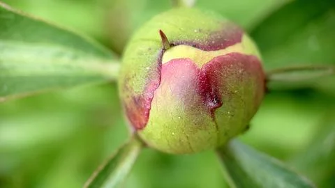 Close-up of an unopened peony bud on a grass background Стоковые фото