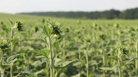 Close-up of unopened sunflower bud in the field in summer Stock Footage 341606181