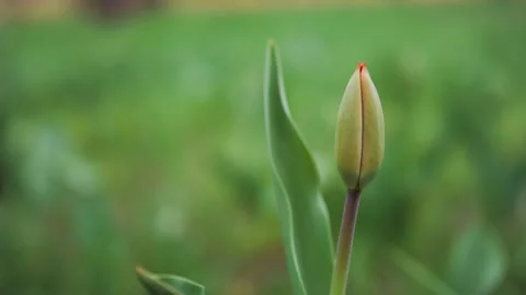 Close-up of an unopened tulip bud. copy space Stock Footage 154969071