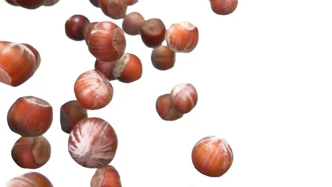 Close-up of unpeeled hazelnuts falling down on a white background Stock Footage 143452609
