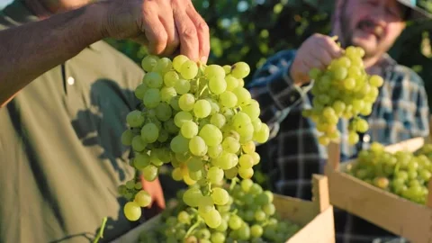 Close up unrecognizable large bunch white beautiful grape winegrower weary hand Stock Footage 209649878