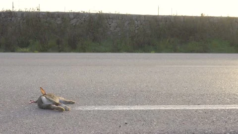 Close-up of an unrecognizable rabbit run over Video stock 148687625