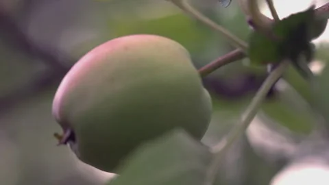 Close-up of an unripe apple Stock Footage 245802816