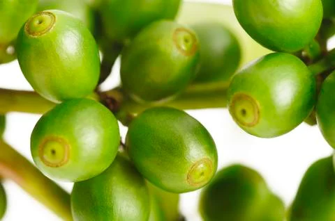 Close up of unripe beans Stock Photos