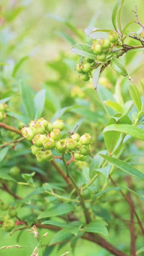 Close-up of unripe green berry clusters on leafy woody stems with soft diffuse o Stock Footage 342057005