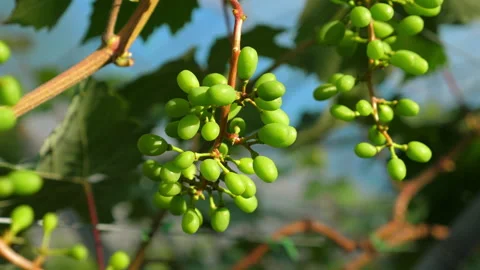 Close-up of unripe green grape clusters hanging on vine in vineyard, Stock Footage 280586713
