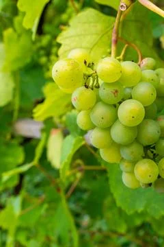 Close-Up of Unripe Green Grapes Foto stock