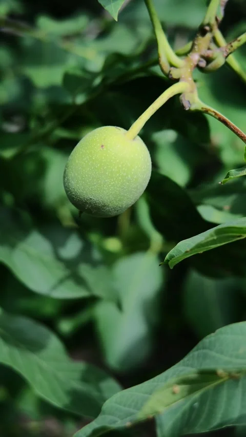 Close up of unripe green walnuts growing on a tree branch with lush green lea Stock Footage 342917142