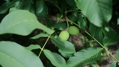 Close up of unripe green walnuts growing on a tree branch with lush green lea Stock Footage 342917194