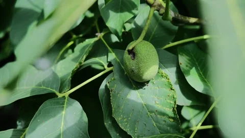 Close up of unripe green walnuts growing on a tree branch with lush green lea Stock Footage 342917356