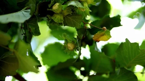 Close up of unripe hazelnuts blowing in wind Stock Footage 78984977