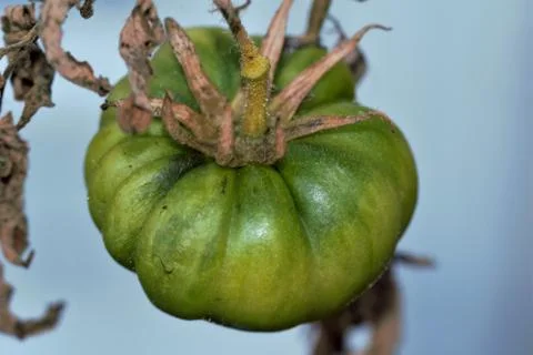 Close-up of an unripe tomato on a dried stem Stock Photos