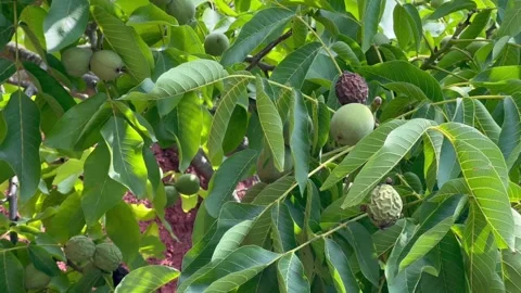 Close-up of unripe walnuts growing on a tree branch with green leaves Stock Footage 345259469