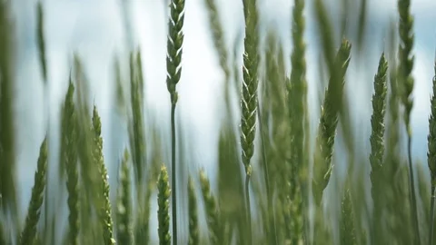 Close-up of unripe wheat ears 스톡 동영상 98104835