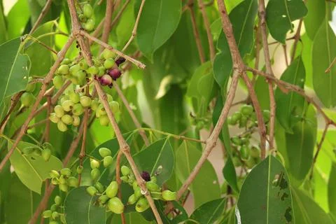 Close up of Unriped green Java Plum fruit tree (Syzygium cumini) Jambolan plum Fotos de archivo