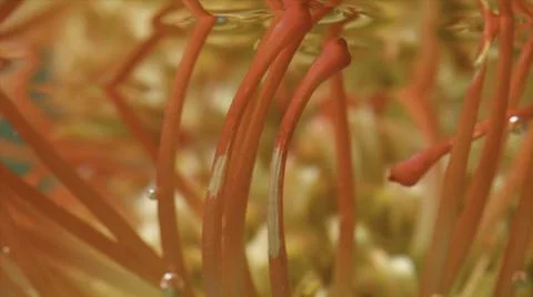 Close up of unusual algae of orange and yellow colors underwater. Stock footage Foto stock