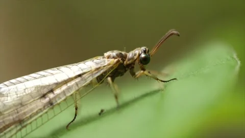 Close up of an unusual insect on a leaf 動画素材 137334627