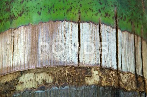 Close up of unusual palm tree bark Stock Photos