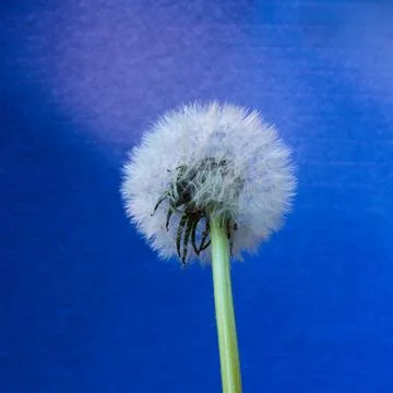 Close uo of backside of Dandelion seed Fotos de archivo