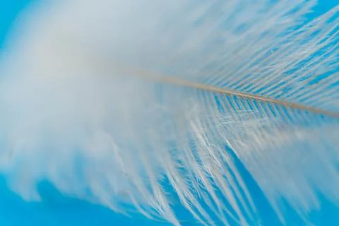 Close uo of white feather Stock Photos