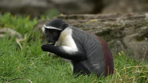 Close-upa of a rare Roloway monkey eating (Cercopithecus roloway) Stock-Footage 320955829