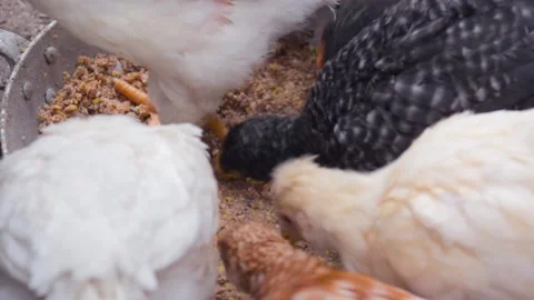 Close-upChicks peck grain feed in a feeder in the yard of the farm Stock-Footage 135931162