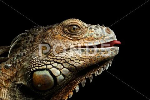 Close-upGreen Iguana Isolated on Black Background Stock Photos