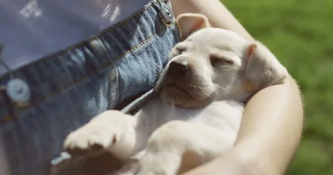 Close upof the sleeping cute labrador puppy lying on a hand of the Caucasian Stock Footage 98102053