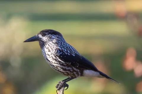 Close upp of a Spotted nutcracker sitting on a stump Stock Photos