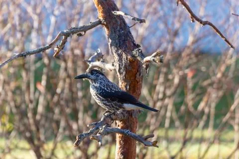 Close upp of a Spotted nutcracker sitting on a pine branch Stock Photos
