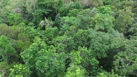 Close upper view of green tall trees Stock-Footage 80217490