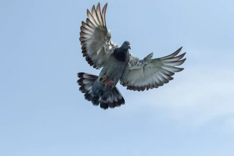 Close up upper wing of speed racing pigeon hoving for landing to home loft ta Stock-Fotos