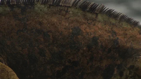 Close ups of the back and belly of a marine Iguana sitting on a rock near the Stock Footage 39484595