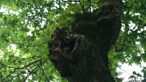 Close ups to beautiful trees in the park 스톡 동영상 147869347