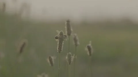 Close ups of bees taking nectar from plants Stockbeeldmateriaal 251838706