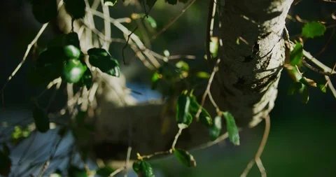 Close ups of branches in Griffith Park, Los Angeles. Stock Footage 115936254