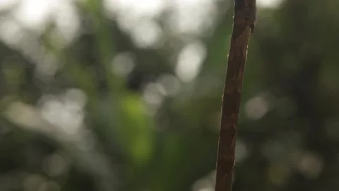 Close ups on the forest ants 스톡 동영상 149123386