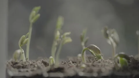 Close ups of Green Beans Stock Footage 305925993