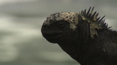 Close ups of the head of a marine Iguana sitting on a rock near the sea. Stock Footage 39484553