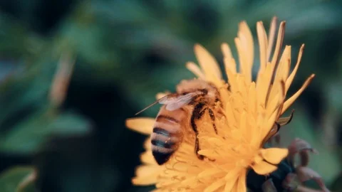Close ups of Honey Bee gathering pollen Video stock 105687360