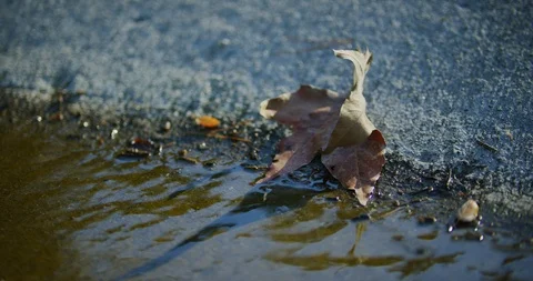 Close ups of a leaf in Griffith Park, Los Angeles. Stock Footage 115936739