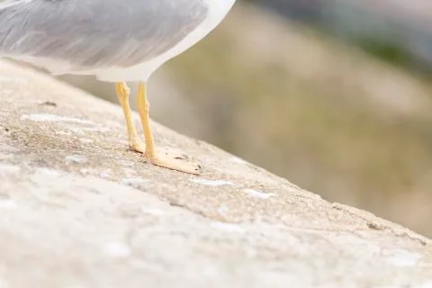 Close-ups of the legs of a Seagull Stock Photos