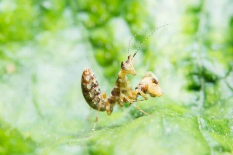 Close-ups Mantis Stock Photos